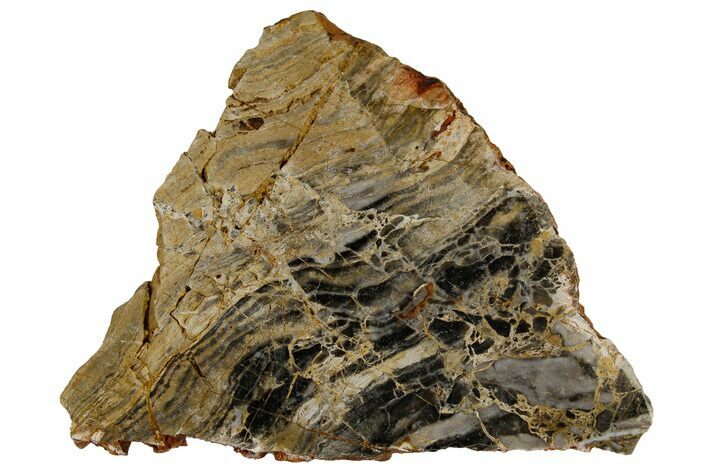 Polished Linella Avis Stromatolite Slab - Million Years #180013